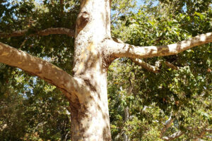 Plantanus racemosa Trunk and Branches