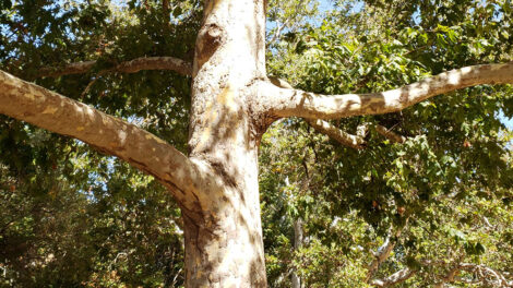 Plantanus racemosa Trunk and Branches